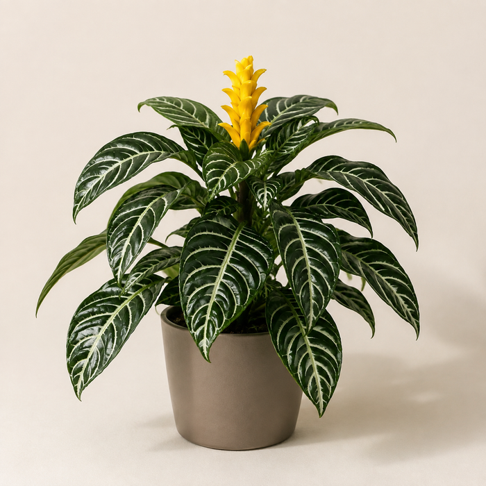 Zebra plant with glossy white-veined leaves and a yellow flower bract