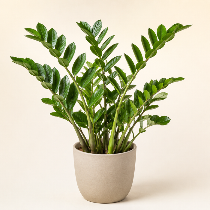 Mature ZZ plant with glossy upright leaflets in a simple neutral pot