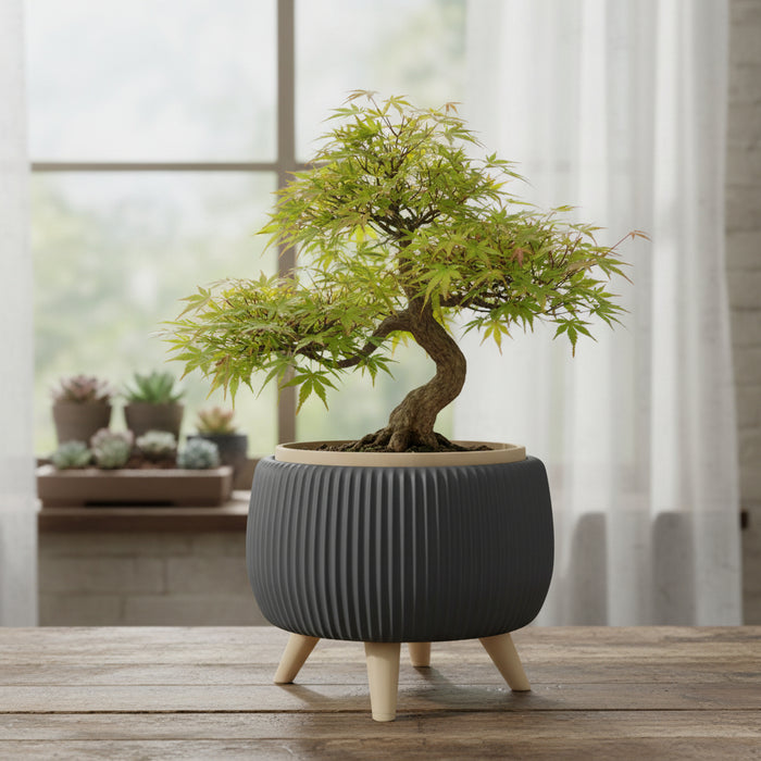 Bonsai Planter with Legs "Arco" | Two Color Sculptural Bonsai Pot with Inner Insert | Custom Color Modern Planter