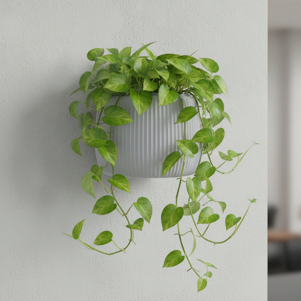 Front view of the Arco wall planter and contrasting insert