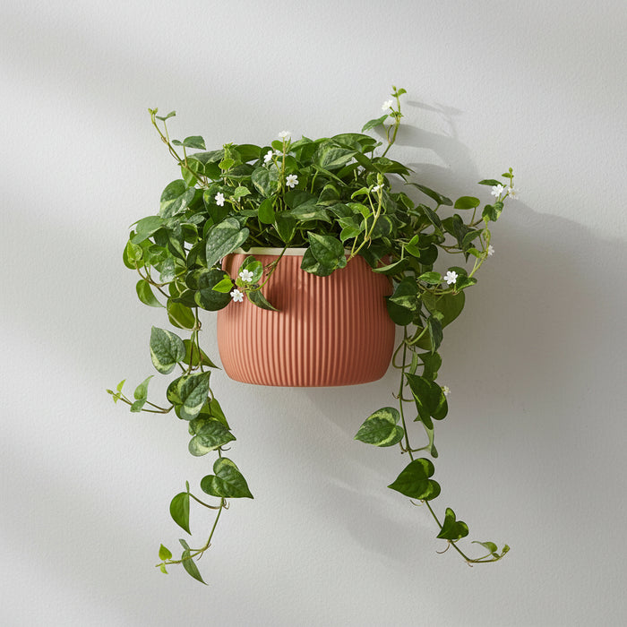 flat back hanging planter indoor Wall Planter Pot Arco 5"|12.7cm+hole