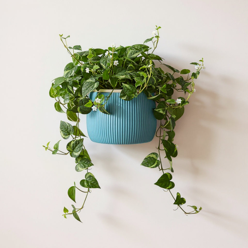 Arco wall planter displayed with trailing indoor greenery