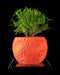 Orange textured planter with a green plant on a black background