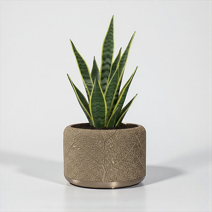 "Leaf Vein" Planter Pot with Drainage | Modern Textured Plant Pot | 3D Printed Succulent Pot Gift & Unique Home Decor