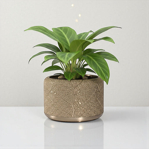 best monstera fertilizer Professional Monstera Plant Fertilizer – Leaves and Soul main image 0