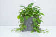 3D Printed "Melted Face" Planter – Modern Sculptural Pot for Indoor Plants