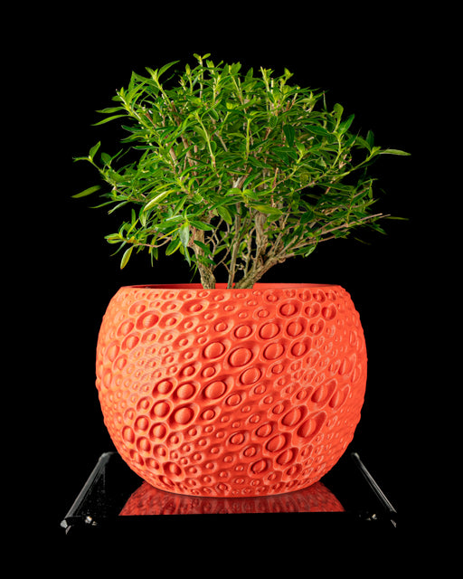 Orange Pearl sculptural plant pot with a leafy indoor plant on a black background