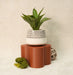 “Bloom” plant stand with potted plant for indoor decor