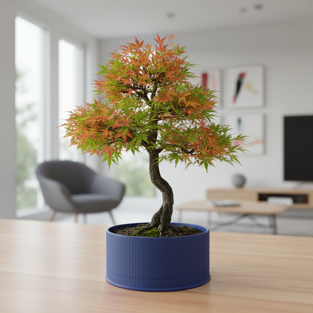 Tori shallow silhouette with fine ribbed texture bonsai planter, indoor display view