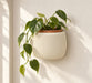 Wall Planter with Removable Insert — product image 1