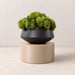 Beige cylinder plant stand supporting a black planter with green foliage on a light stone surface.