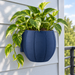 Close view of the navy Duoro wall planter with golden pothos outdoors on pale siding beside a balcony railing.
