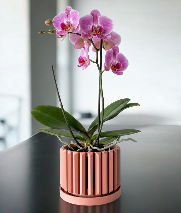 Orchid Pot "Eren" eco-friendly, drainage |  color & size options