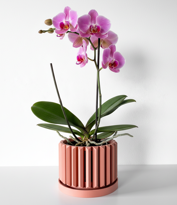 Orchid Pot "Eren" eco-friendly, drainage |  color & size options