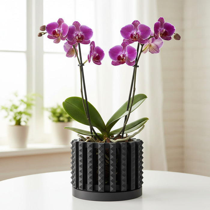 Orchid Pot "Farne" eco-friendly, drainage |  color & size options
