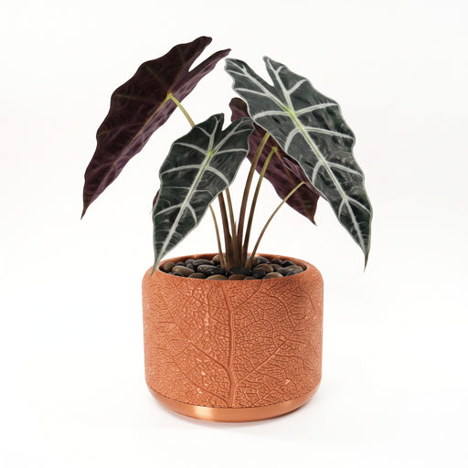 Indoor planter "Leaf Vein" with plant and drainage tray