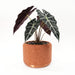 Indoor planter "Leaf Vein" with plant and drainage tray