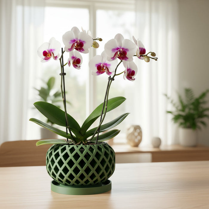 Orchid Pot "Nire" eco-friendly, drainage |  color & size options
