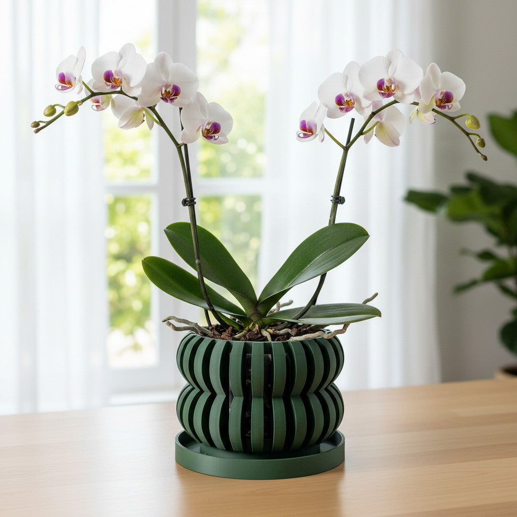 Oli curved openwork ventilated orchid pot, front view