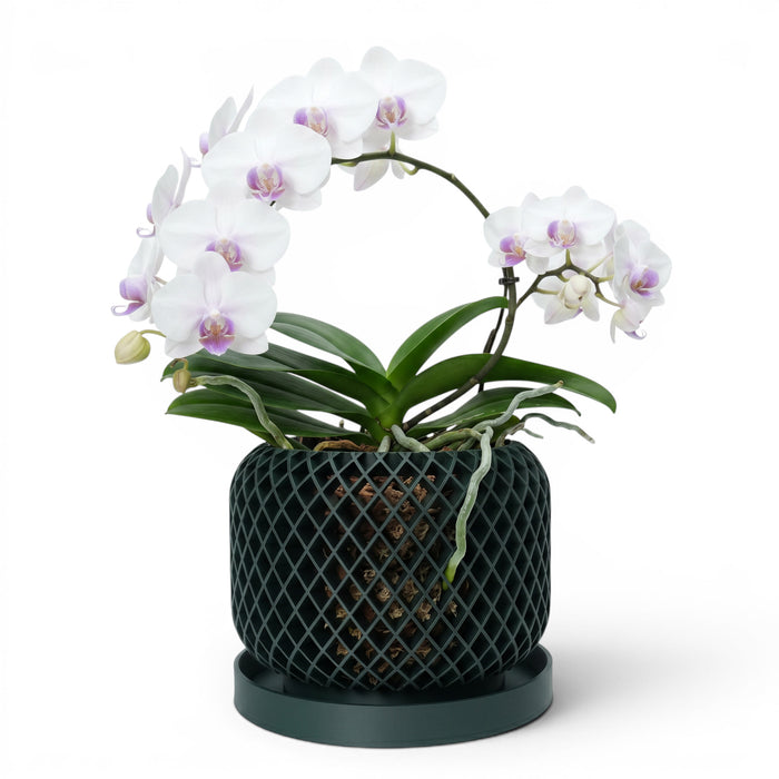 Orchid Pot "Ravik" eco-friendly, drainage |  color & size options