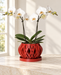 Ventilated Orchid Pot with Rounded Lattice and Optional Tray | Rimo — product image 1