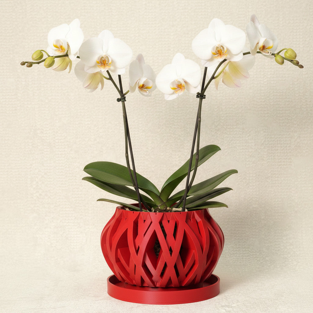 Rimo rounded lattice ventilated orchid pot, front view