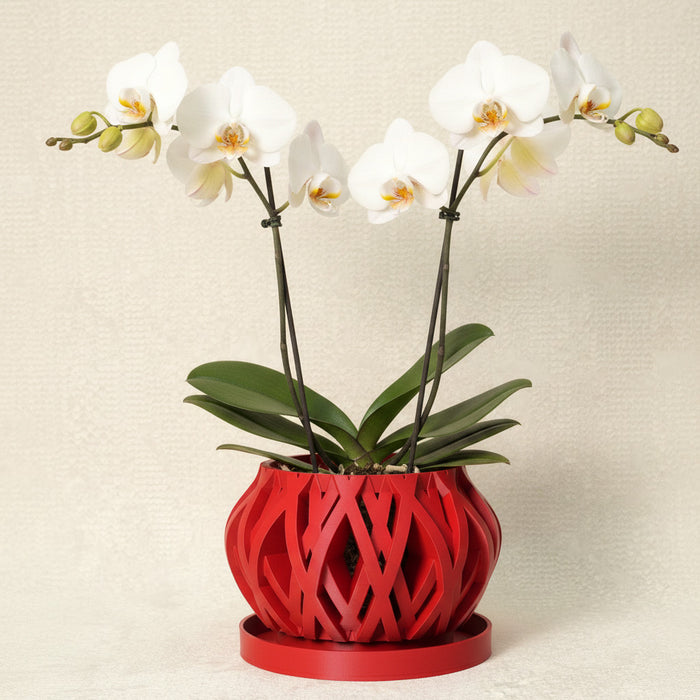 Orchid Pot "Rimo"