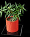 Ordan textured indoor planter styled with a plant