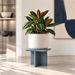 Grey-blue Plane plant stand supporting a white planter and rubber plant in a contemporary interior