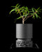 modern planter pot with textured matte surface and cylindrical body, elevated on a parametric geometric base, inspired by cellular structures and architectural lattice forms, made using high-resolution 3D printing, designed to resemble natural stone with fine tactile grain, ideal for houseplants or bonsai, sculptural and functional, unique planter, minimalist home decor, 3d printed planter, large planter, planter pot, gifts for mom, personalised gifts, planters and pots