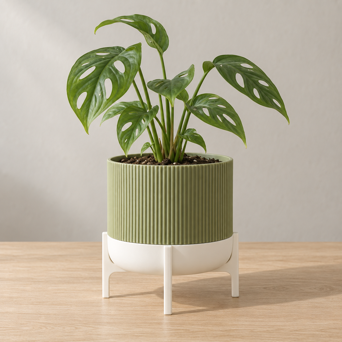 Green Rialto ribbed planter in a white legged stand with fenestrated green leaves.