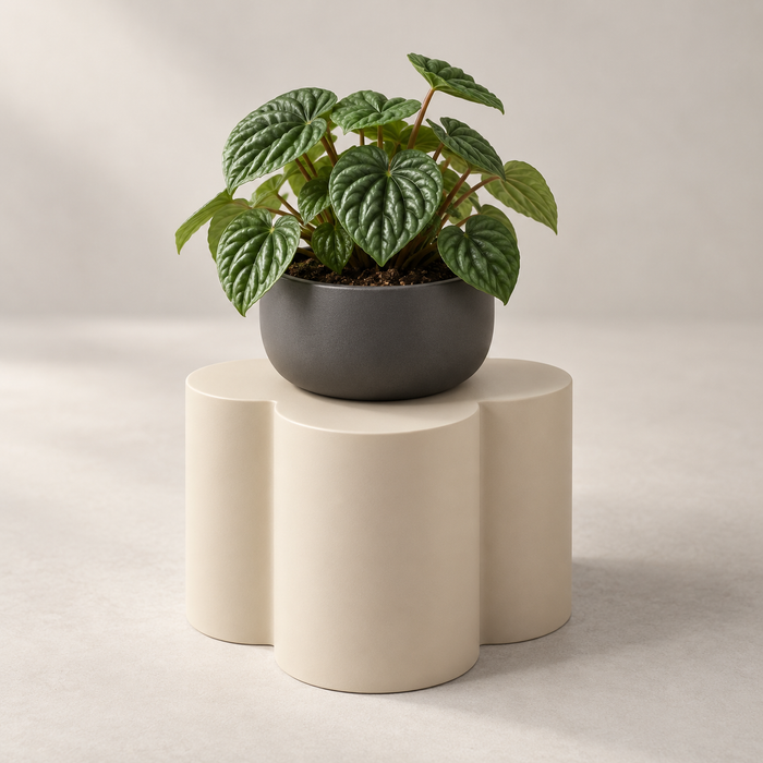 Modern Petal-Inspired Plant Stand for Planters | Bloom