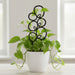 Black Bolla plant trellis supporting a trailing indoor plant in a white pot