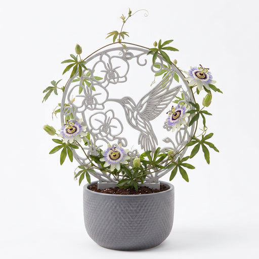 Plant trellis “Avi” with hummingbird and floral design supporting an indoor climbing plant