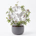 Plant trellis “Avi” with hummingbird and floral design supporting an indoor climbing plant