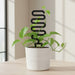 Black Senda plant trellis supporting a climbing indoor plant in a white pot
