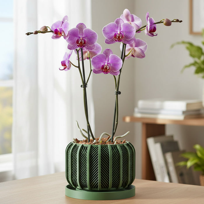 Orchid Pot "Rodex" eco-friendly, drainage |  color & size options