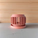 terracotta_orchid_pot