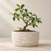 Leafy bonsai tree in a shallow cream Tessaro pot with a matching tray and patchwork woven, diagonal, dotted and crackle-style textures.