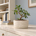 Detail from the Tessaro bonsai planter gallery, showing the shallow cream pot design.