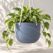 Grey Blue Veluno hanging planter with sculptural folds, cream cords and trailing golden pothos.