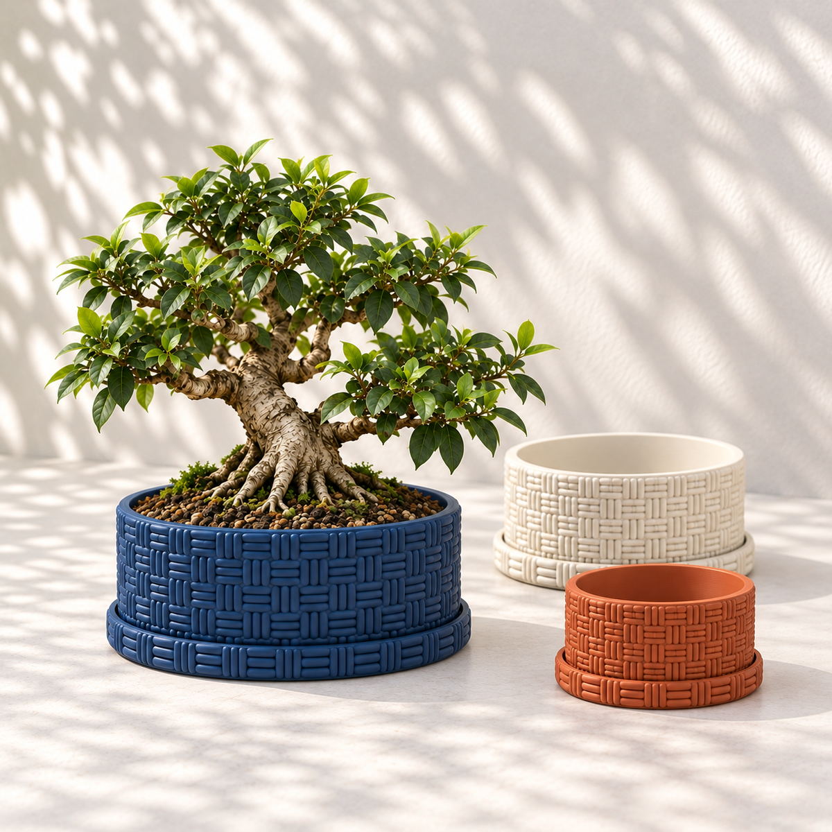 Three basketweave bonsai pots with matching trays; navy blue holds a Ficus tree, with cream and terracotta bowls.