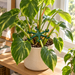 Variegated houseplant in a cream planter by a window with a green support around its stems