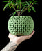succulent plant in green 3d printed planter pot with bubble texture, flower pots, unique planter, planter pots unique, gifts for mom, indoor planters, 3d printed planter, pots and planters, low planter pot, planter pot, book plant pot, ornate flower pot, unique home decor