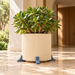 Cream fluted planter with a jade plant on blue-grey Canto plant pot risers in a sunlit entryway.
