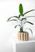 Decorative 3D printed planter featuring alternating concave and convex vertical grooves, symmetrical cylinder form with flat base